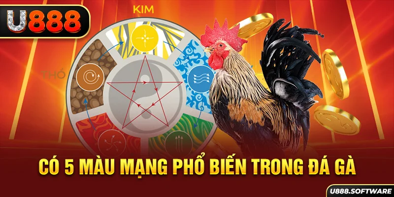 Có 5 màu mạng phổ biến trong đá gà